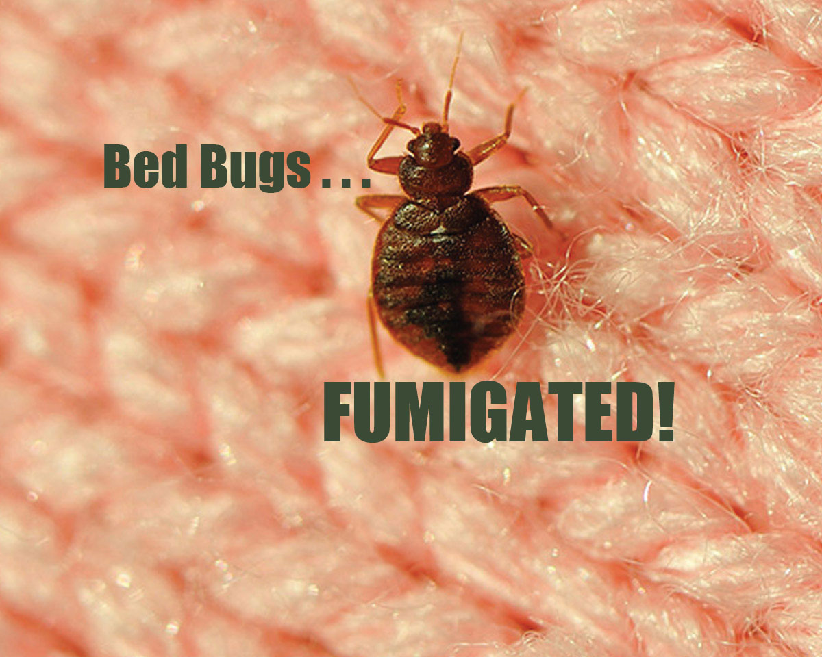 bed bug control