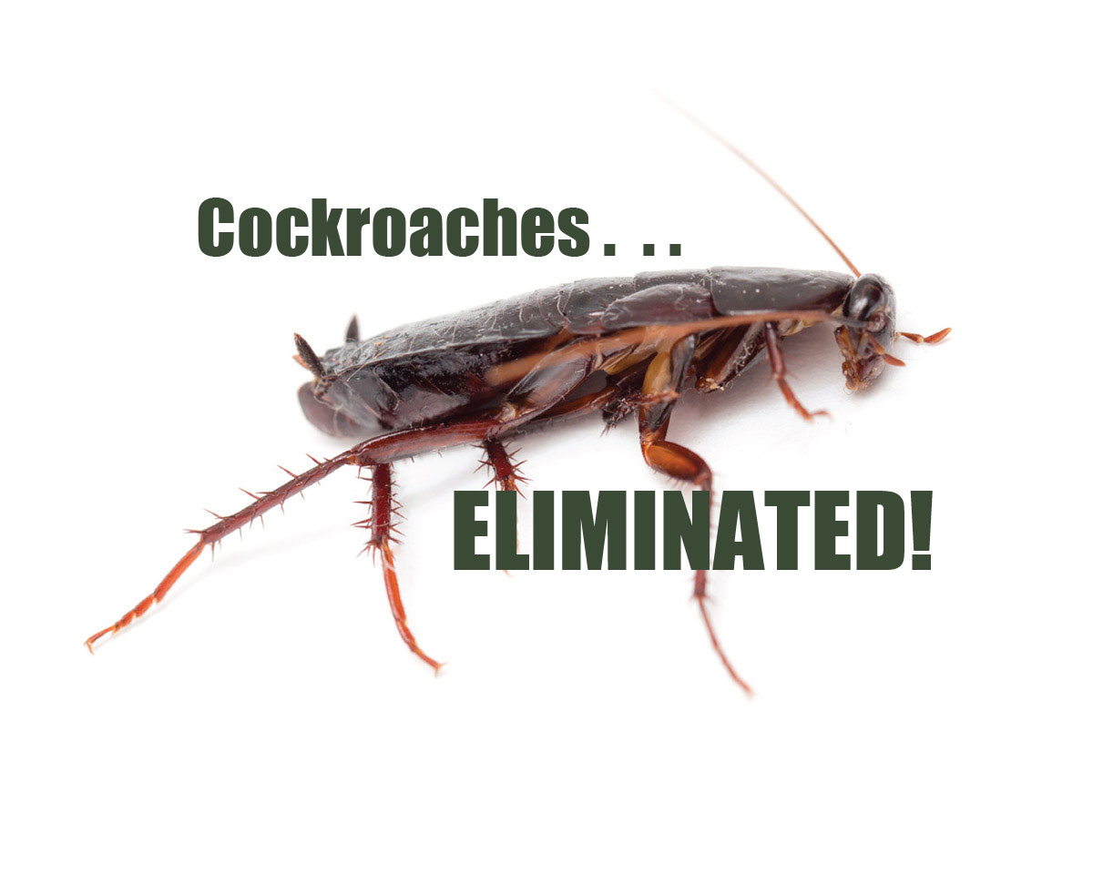 cockroach control
