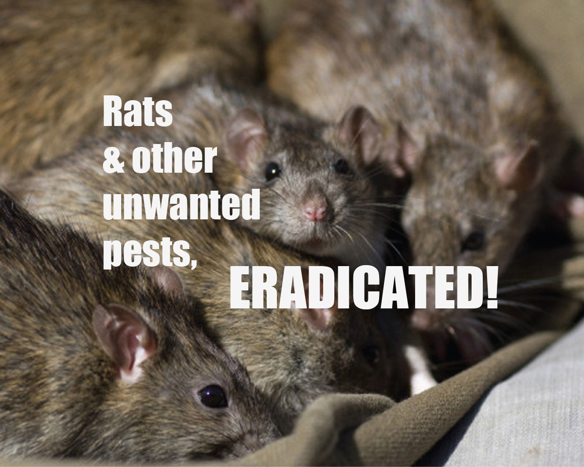 rat control